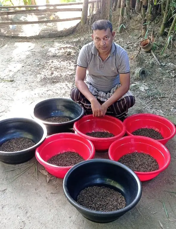 AERI-supplied Black Soldier Fly (BSF) pupae as fish feed for safe fish and fish product production and marketing.